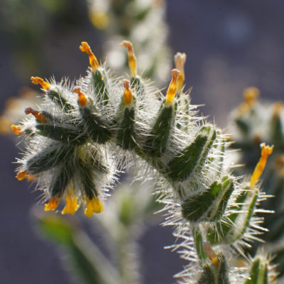 Flowers, Eastern Sierras; photo by Richard Bilow; courtesy of ETG;