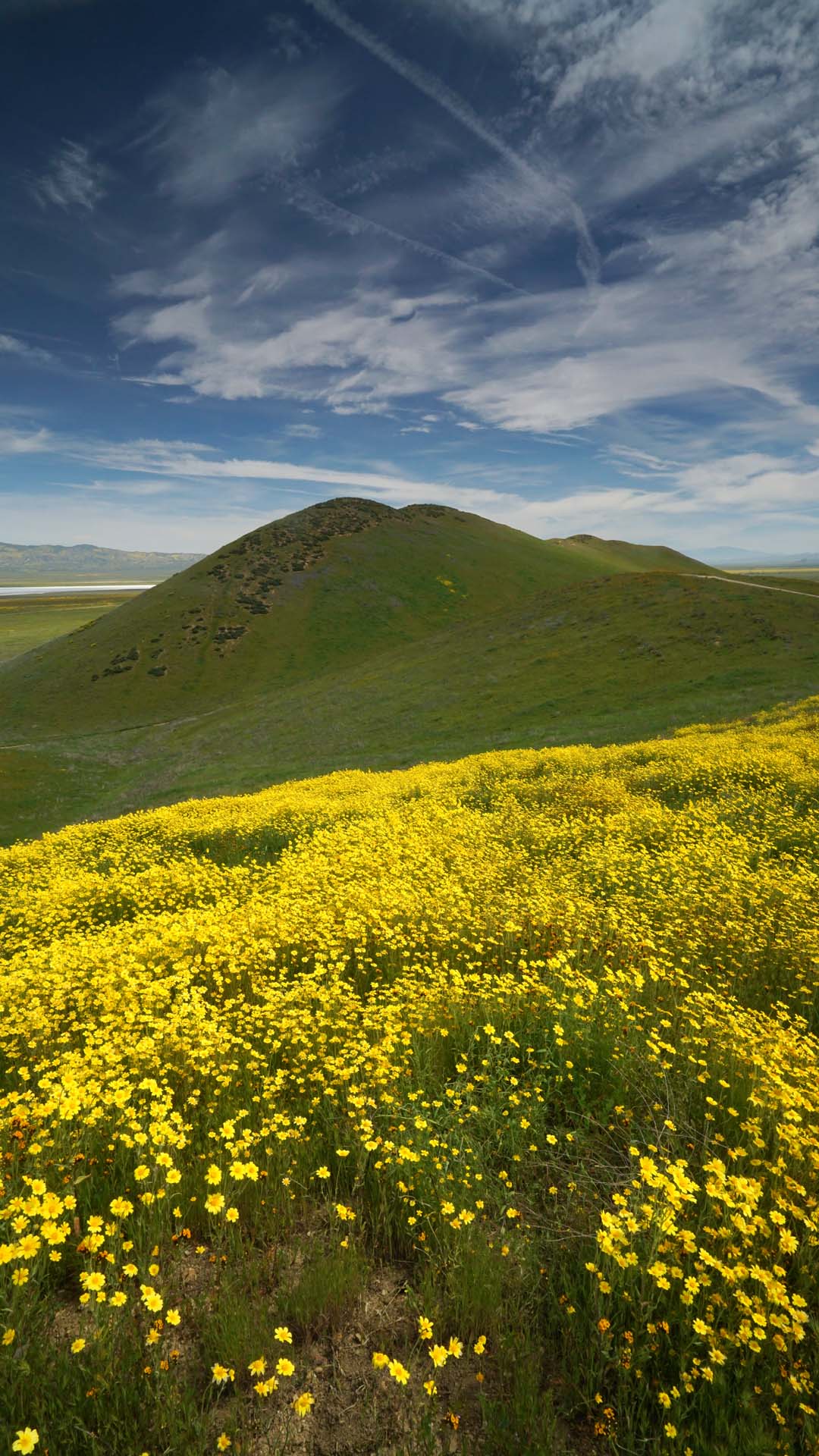 Morro Bay Wildflowers Best Flower Site