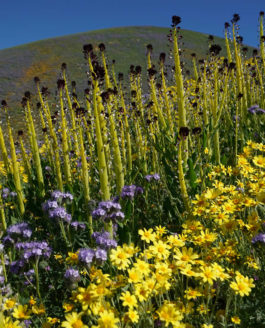 California Coast: Unplug with Wine & Wildflowers