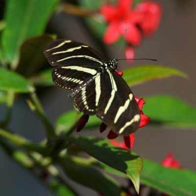 Zebra Longwing butterfly at the Butterfly Pavillion at the Natural History Museum; photo by Richard Bilow; courtesy of ETG