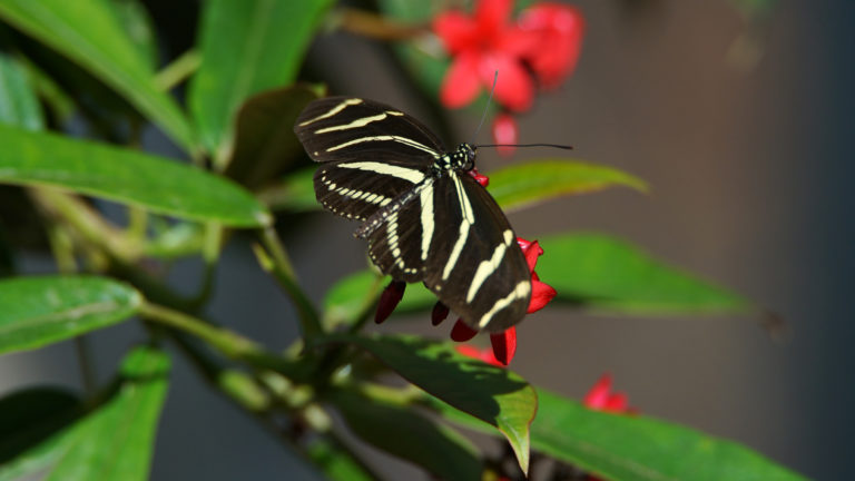 LA’s Natural History Museum, Butterfly Pavillion