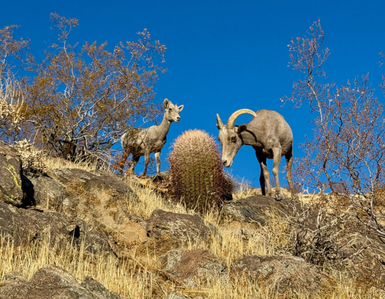 Palm Springs Attractions