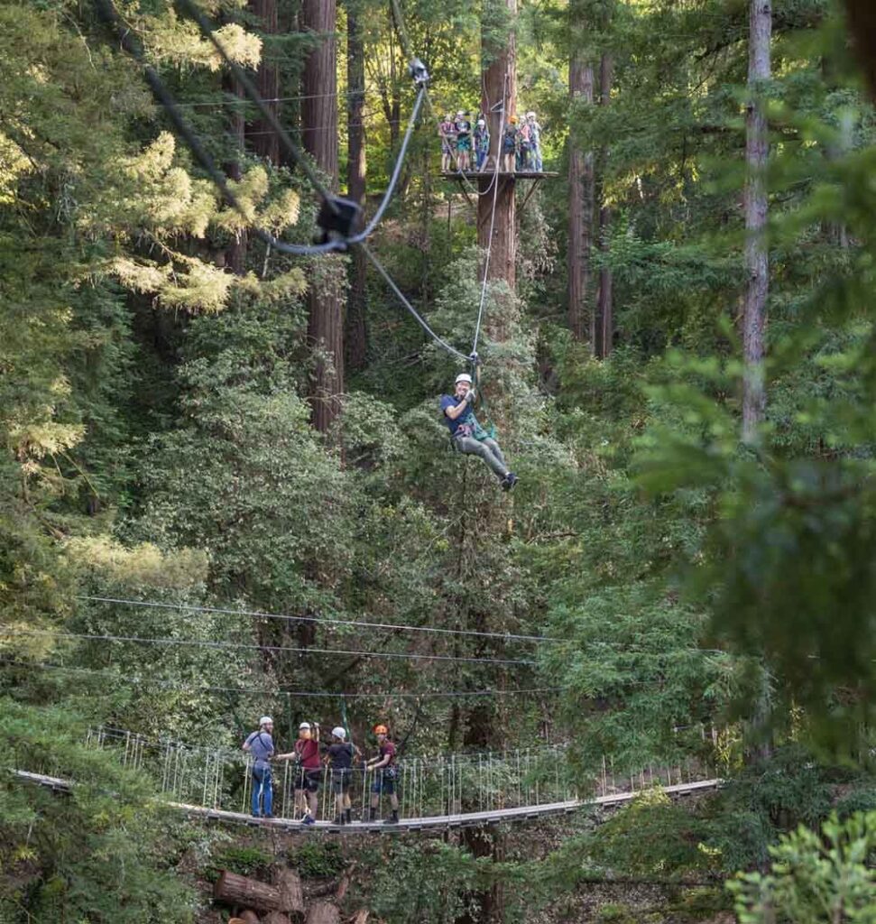 Redwoods of Santa Cruz