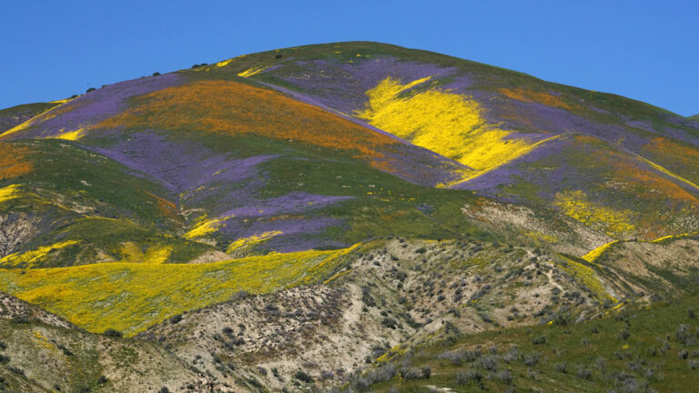 Best Wildflower Superbloom in California