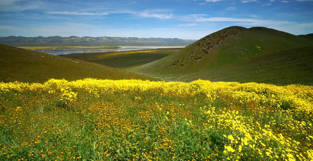 California Wildflower Superbloom