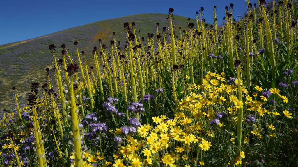 California Wildflower Superbloom  
