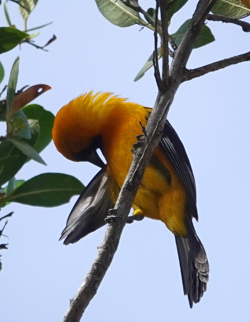 Bird Photography Hacienda Chichen