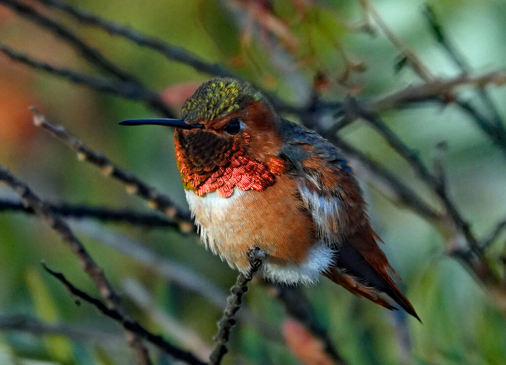 Bird Photography Hacienda Chichen