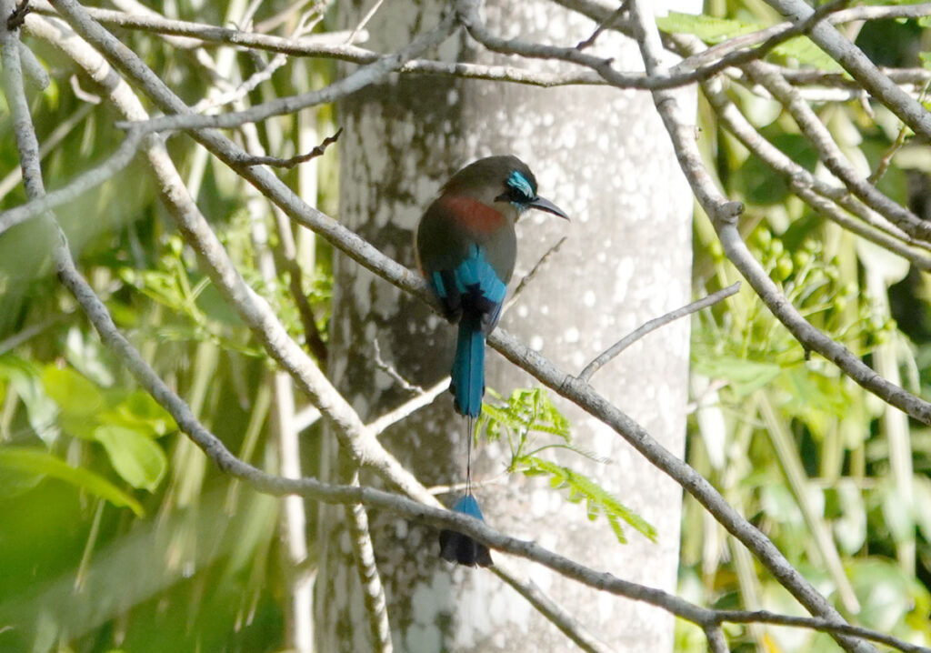 Bird Photography Hacienda Chichen