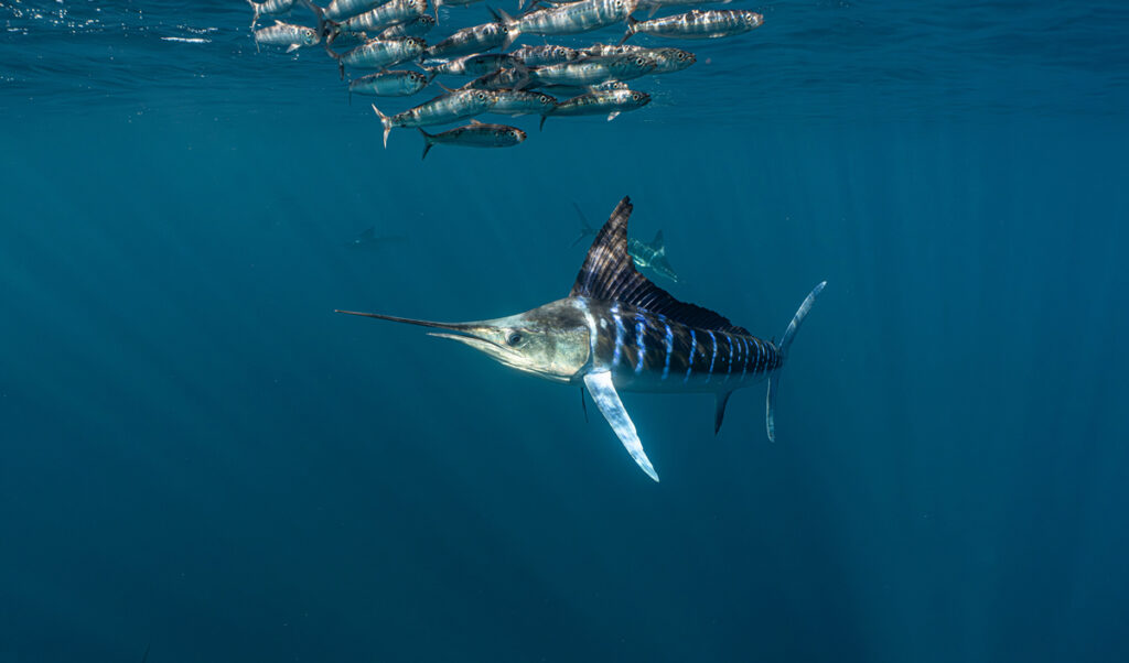 Best Marlin Photographs 