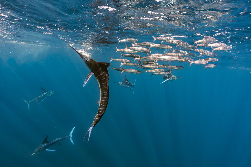 Best Underwater Marlin Photographs