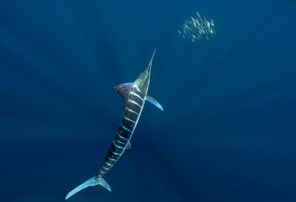 Best Underwater Marlin Photographs