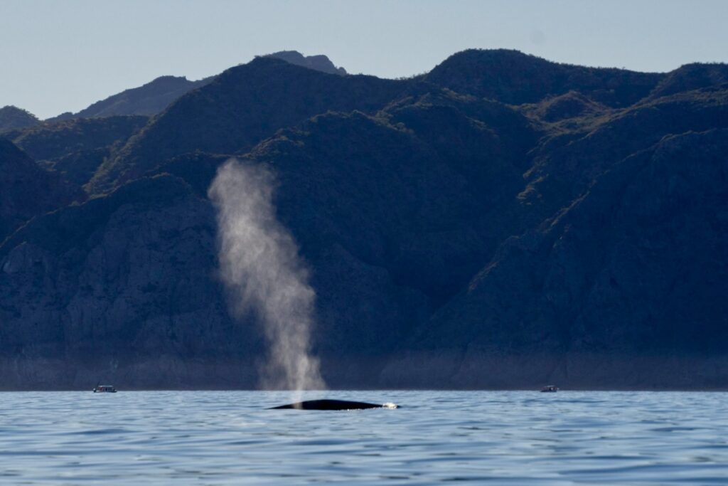Loreto Blue Whale Watching