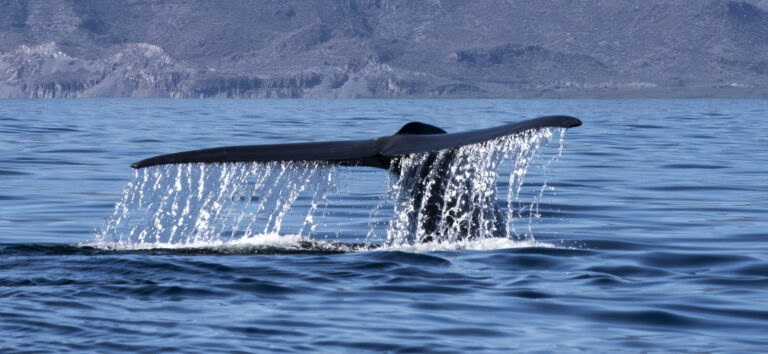 Loreto Blue Whale Watching