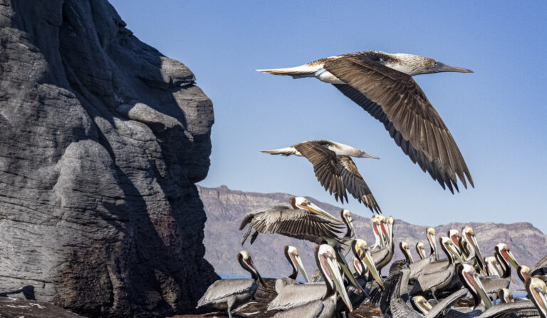 Guaycura Adventures Coronado Island