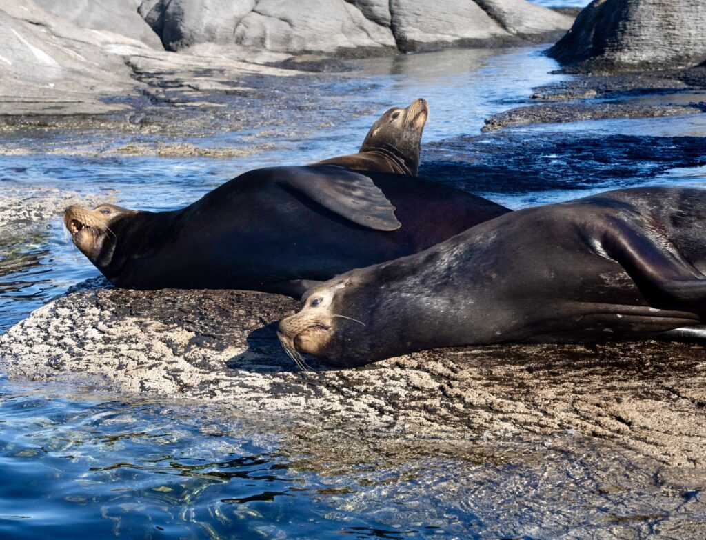 Guaycura Adventures Coronado Island