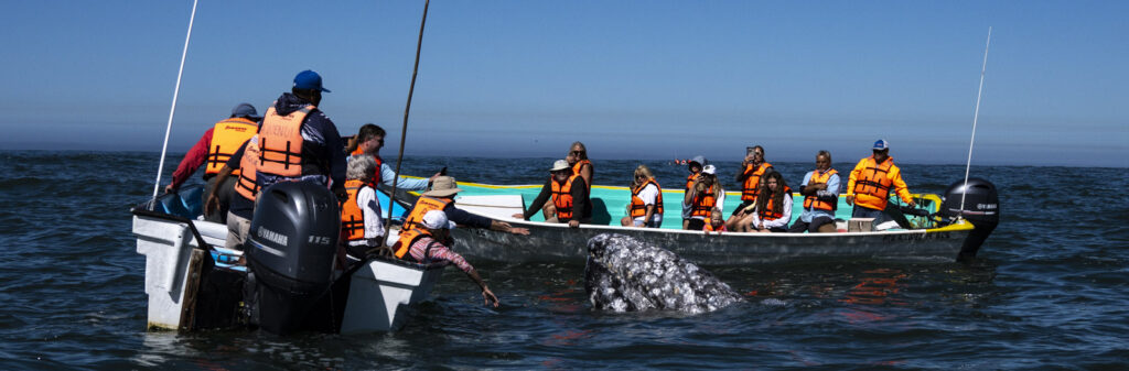 Whale Watching Loreto Mexico