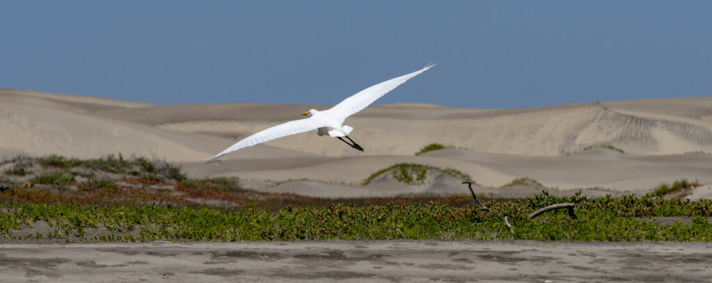 Whale Watching Loreto Mexico